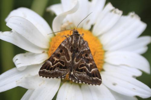 Euclidia mi